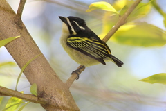 Pogoniulus bilineatus