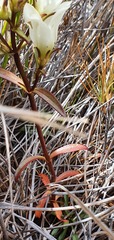 Gentianella stellata