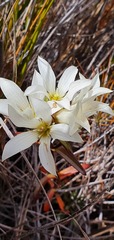 Gentianella stellata
