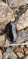 Maoriblatta