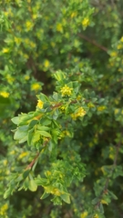 Pimelea serpyllifolia serpyllifolia