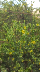 Pimelea serpyllifolia serpyllifolia