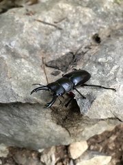 Dorcus rubrofemoratus