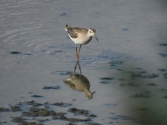 Tringa glareola