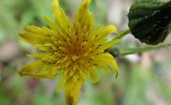 Senecio picridioides