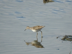 Tringa glareola
