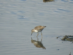 Tringa glareola