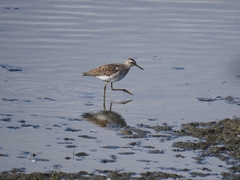 Tringa glareola