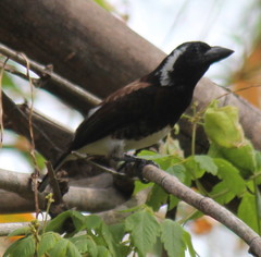 Stactolaema leucotis