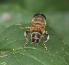 Phytomia