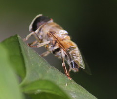 Phytomia