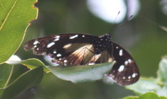 Hypolimnas anthedon wahlbergi