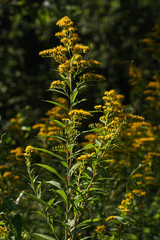 Solidago gigantea
