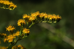 Solidago gigantea