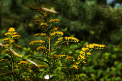 Solidago gigantea