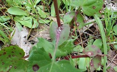 Senecio picridioides