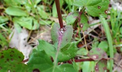 Senecio picridioides