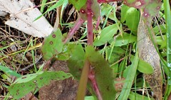 Senecio picridioides