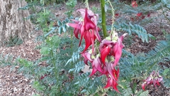 Clianthus