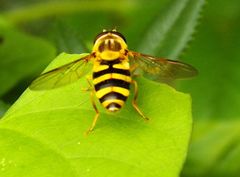 Syrphus knabi