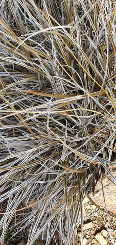 Astelia graminea (Astelia graminea)