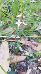Cyanothamnus polygalifolius
