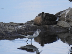 Himantopus himantopus