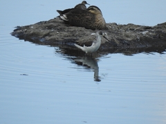 Himantopus himantopus