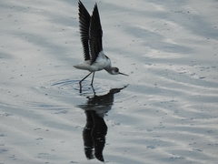 Himantopus himantopus