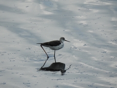 Himantopus himantopus