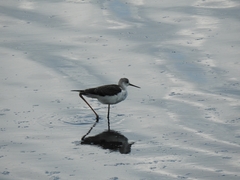 Himantopus himantopus