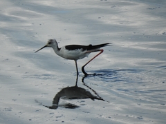 Himantopus himantopus