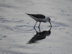 Himantopus himantopus