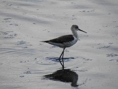 Himantopus himantopus