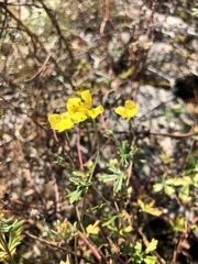 Potentilla intermedia