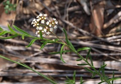 Platysace ericoides