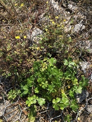 Potentilla intermedia
