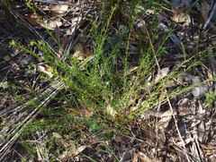 Platysace ericoides