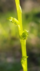 Microtis oblonga
