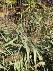 Phragmites australis altissimus