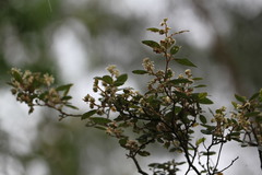 Pomaderris prunifolia