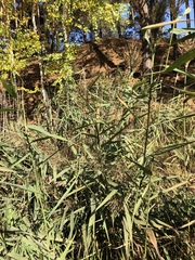 Phragmites australis altissimus