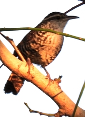 Thryophilus pleurostictus