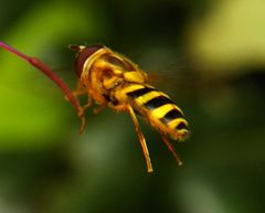 Syrphus knabi