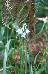 Allium triquetrum