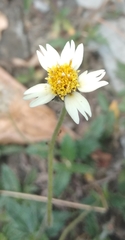 Tridax procumbens