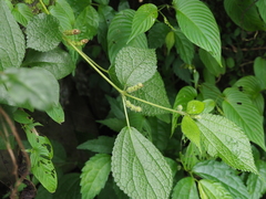 Boehmeria pilosiuscula