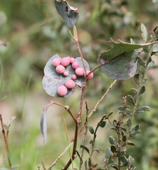 Schedotrioza multitudinea