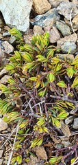 Pimelea suteri