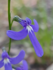 Lobelia dentata